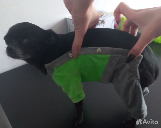 Комбинезон велюровый на очень маленькую собачку