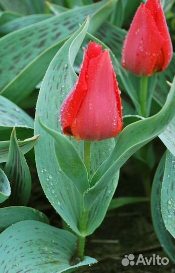 Луковицы тюльпанов оптом