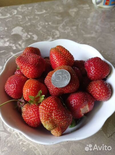 Саженцы и рассада