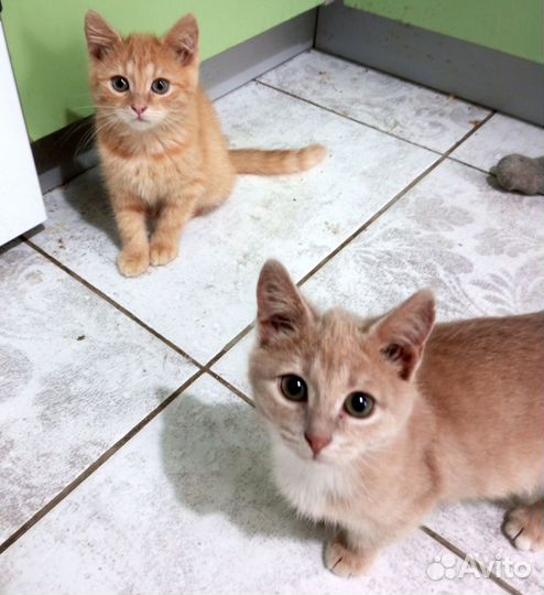 Рыжики- пыжики 2 мес