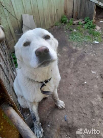 Собака в добрые руки