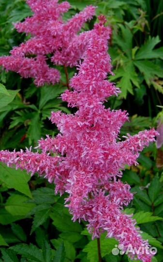 Астильба, взрослые кусты