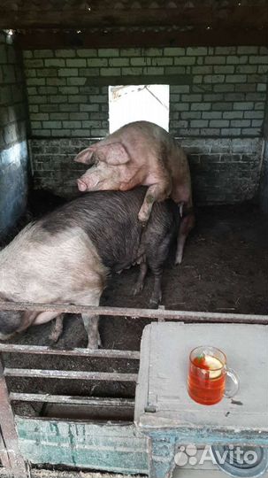 Рабочий хрячёк