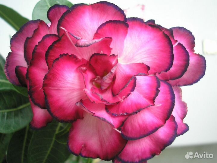 Адениум сорт Маркиза, Porcelain 2 и Ploy Prakai