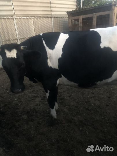 Продается телка