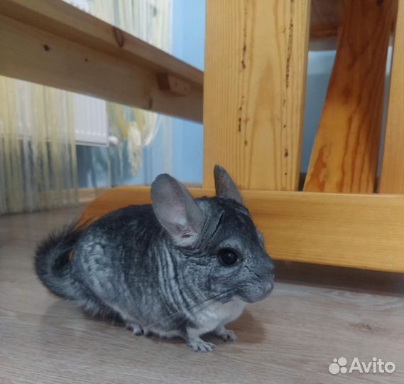 Шиншилла