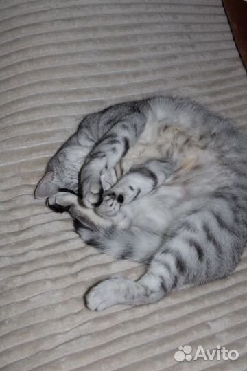 Отдам кошечку в добрые руки