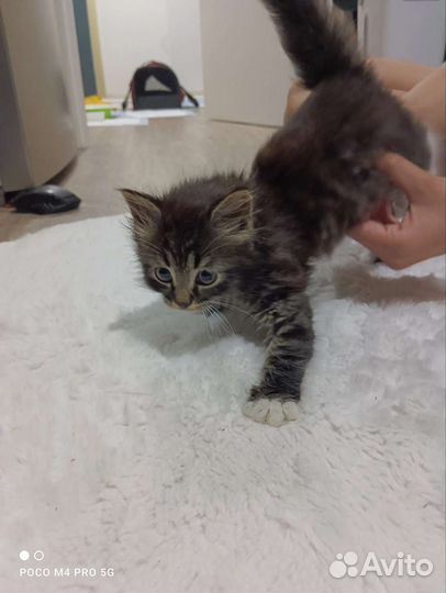 Котята в добрые руки, сибирская кошка