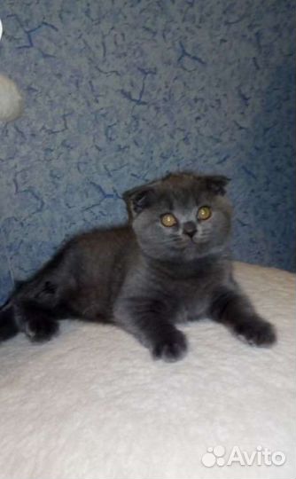 Вязка шотландец вислаухий