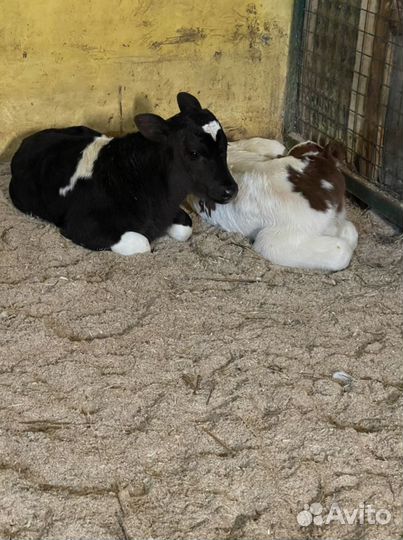 Молоко коровье цельное, доставка