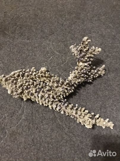 Продам кораллы