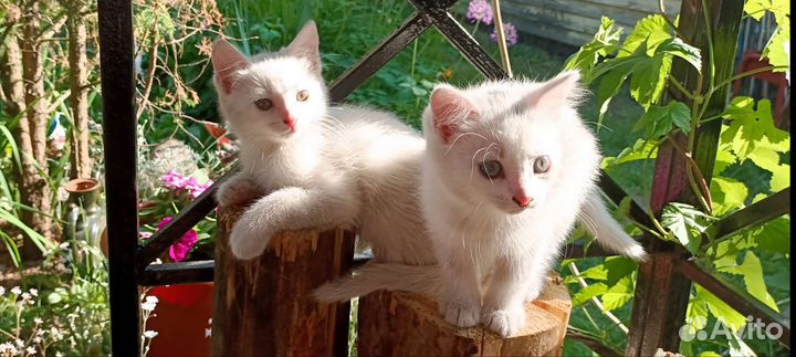 Белые котята