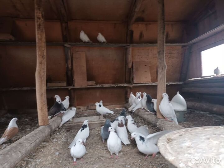 Голуби летные