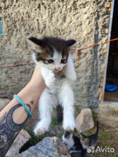 Котята мейн-кун бесплатно