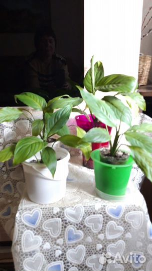 Спатифиллум Женское счастье