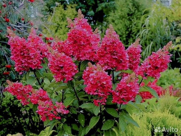 Гортензия метельчатая