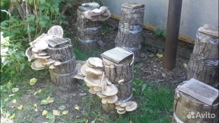 Мицелий вешенки дело интересное и очень простое