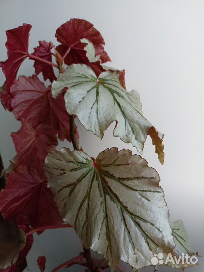 Диффенбахия и другие комнатные растения