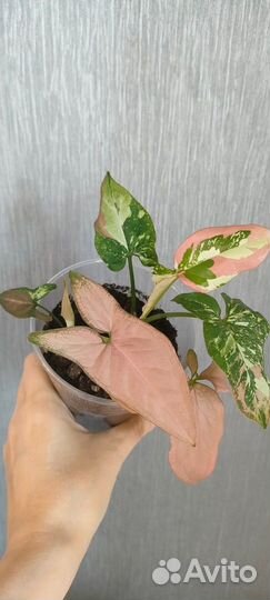 Сингониум ред спот триколор