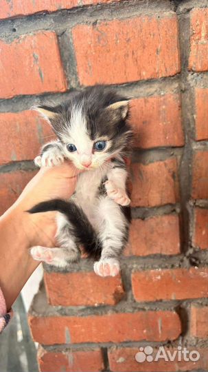 Отдам в дар котят