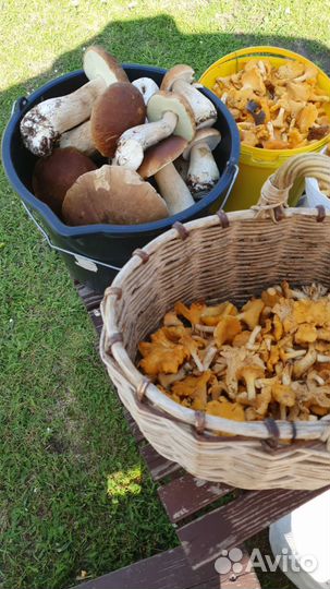 Белые грибы