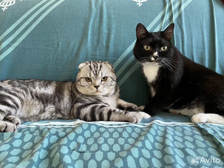 Шотландская вислоухая,кот на вязку
