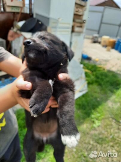 Маленькая собака полу такса дворняга