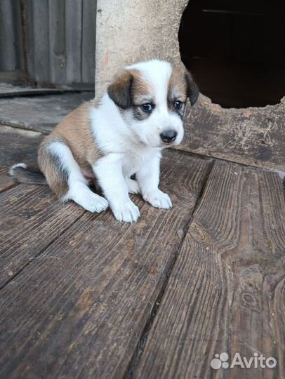 Щенок лайки бесплатно