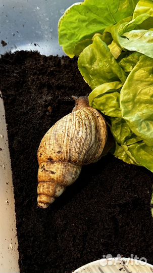 Улитки ахатины бесплатно Москва