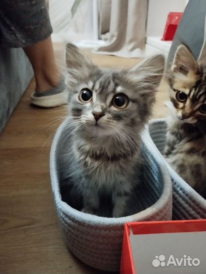 Две кошечки бесплатно
