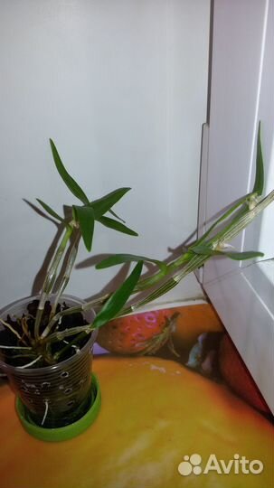 Дендробиум Moniliforme