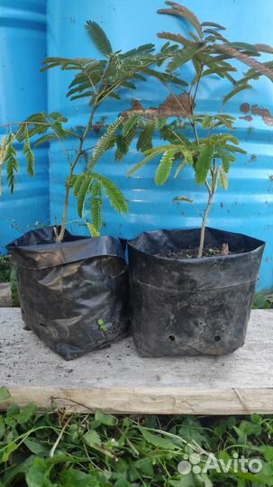 Альбиция двулетка Глициния Бересклет