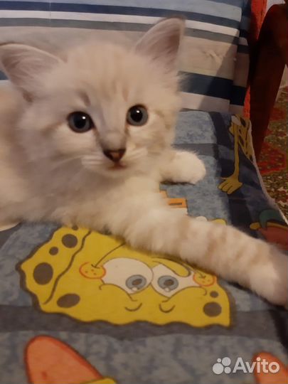 Кошка в дар бесплатно