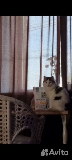 Потерялся кот