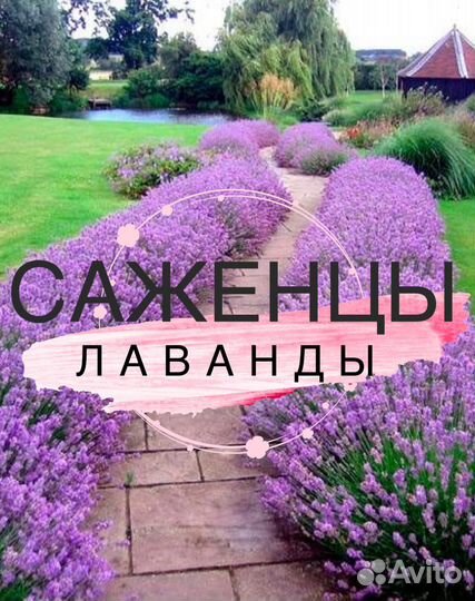 Лаванда саженцы
