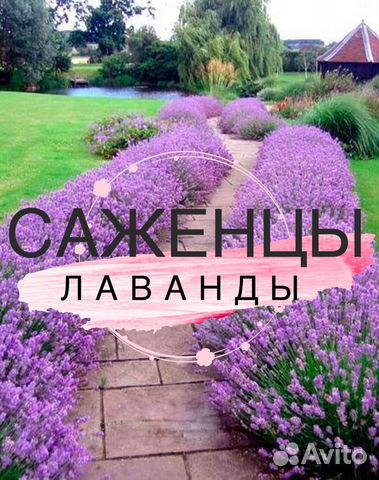 Лаванда саженцы