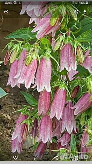 Колокольчик розовый многолетний,ирис