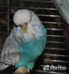 Попугаи ввп чехи и получехи.неразлучники.канарейки