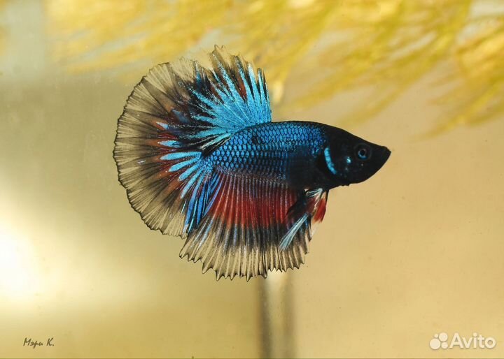 Рыбка петушок