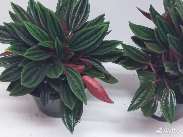 Пеперомия россо