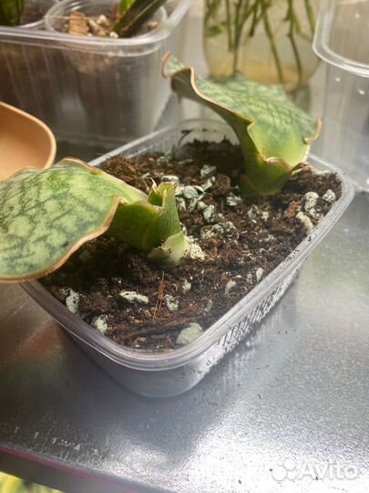 Сансевиерия (микс 2)