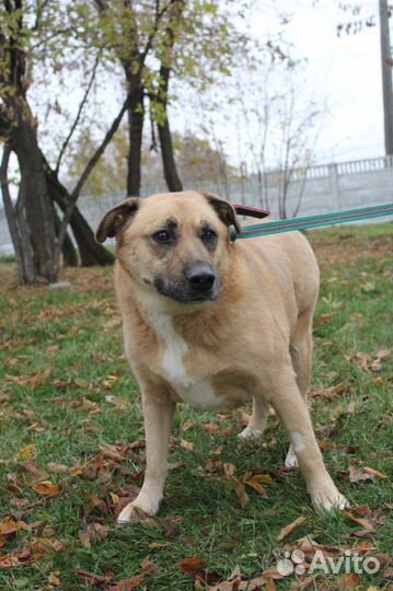 Булочка в поиске хорошей семьи