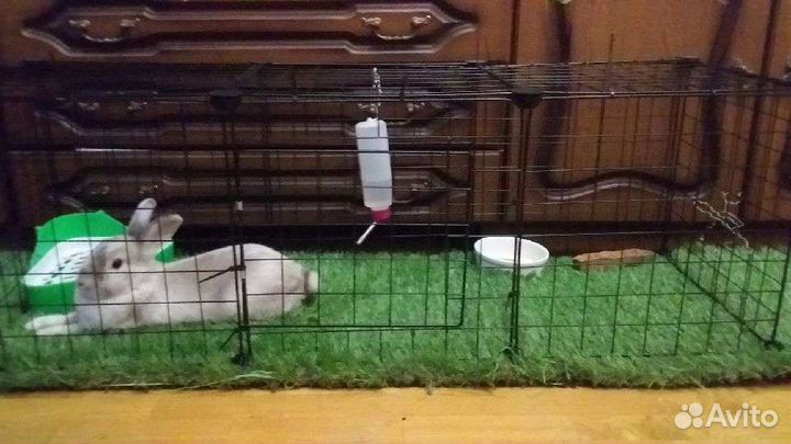 Кролик декоративный. Девочка