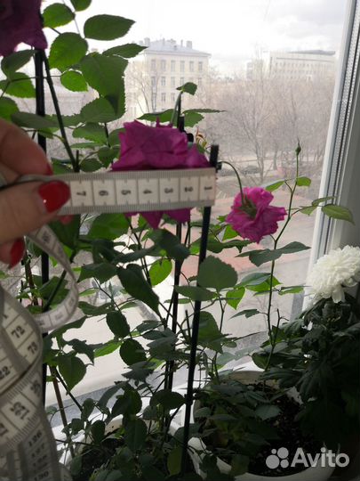 Бенгальская роза Малиновая