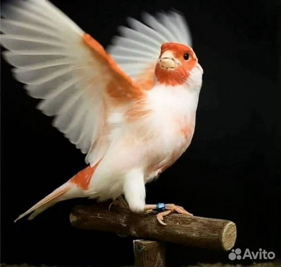 Продажа кенара и канареек