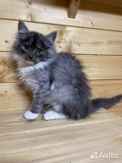 Сибирская кошка