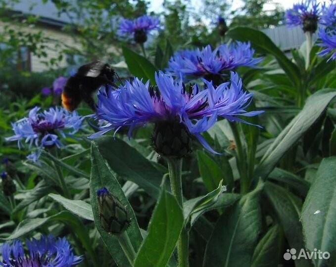 Флокс растопыренный Блю парфюм и другие цветущие