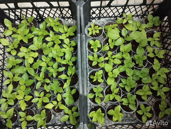 Черенки петуний