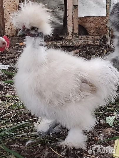 Китайская шелковая курица