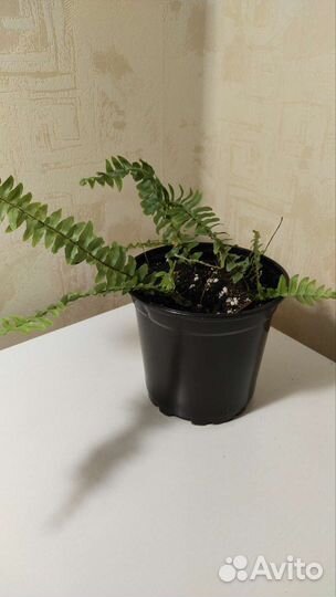 Папоротник нефролепис